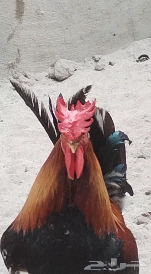 Authentic Arab chickens for sale, separate63616161480067111
