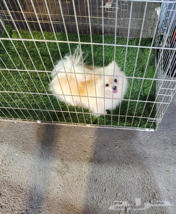 A very beautiful female Pomeranian dog for sale63297228507523112