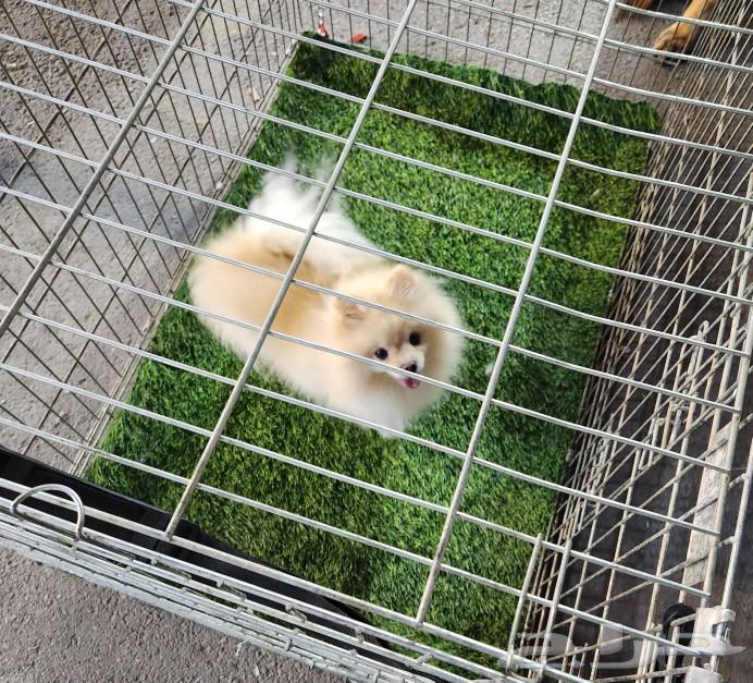 A very beautiful female Pomeranian dog for sale63297228507523111