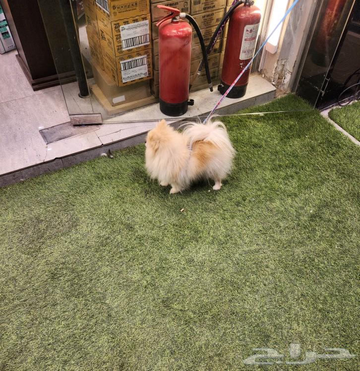 A very beautiful female Pomeranian dog for sale63297228507523113