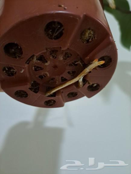 An indoor plant has been sold63296588866051113