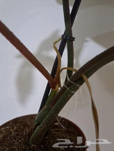 An indoor plant has been sold63296588866051112
