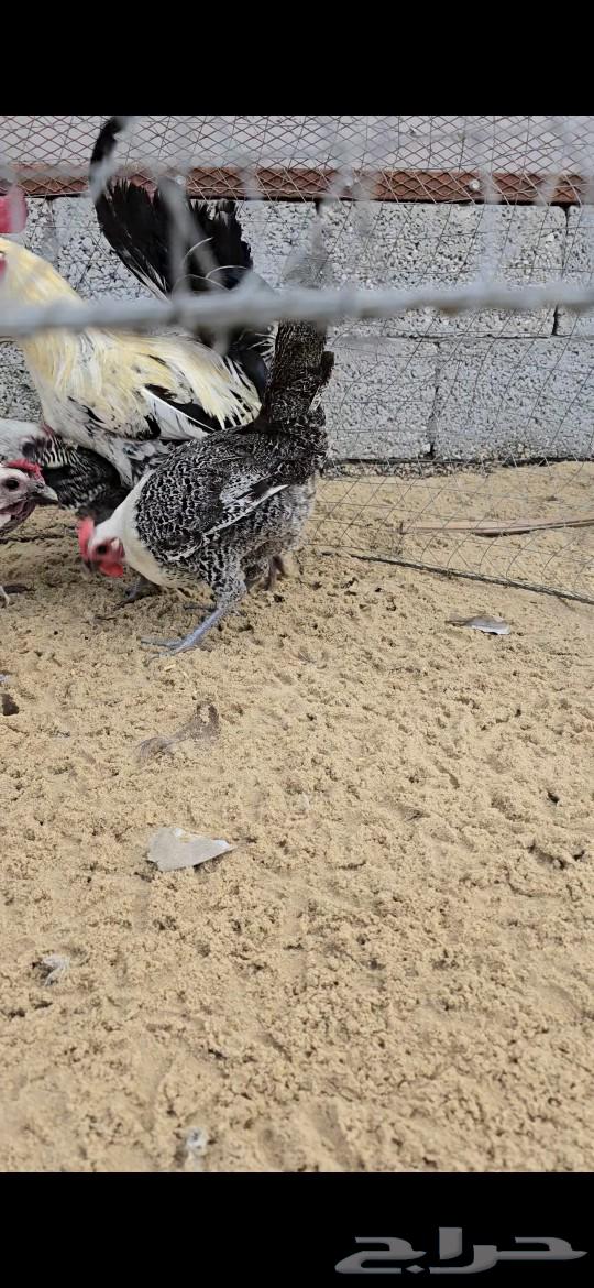 دجاج فيومي شبابي بياض تم البيع63325311446401112