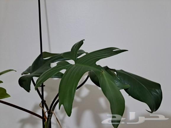 An indoor plant has been sold63296588866051111