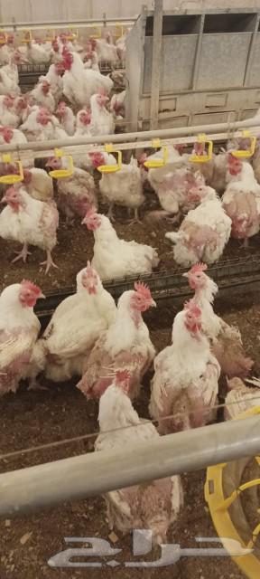 Fertilized eggs from broiler breeder hens632925503066901121