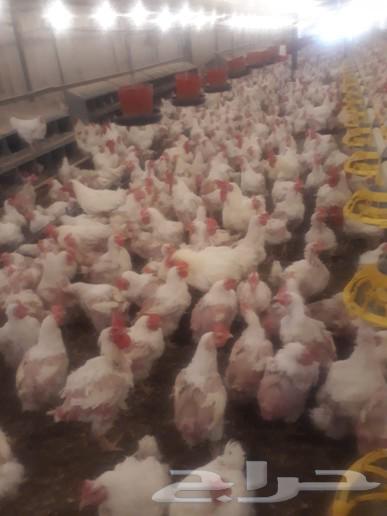 Fertilized eggs from broiler breeder hens63292550306690111