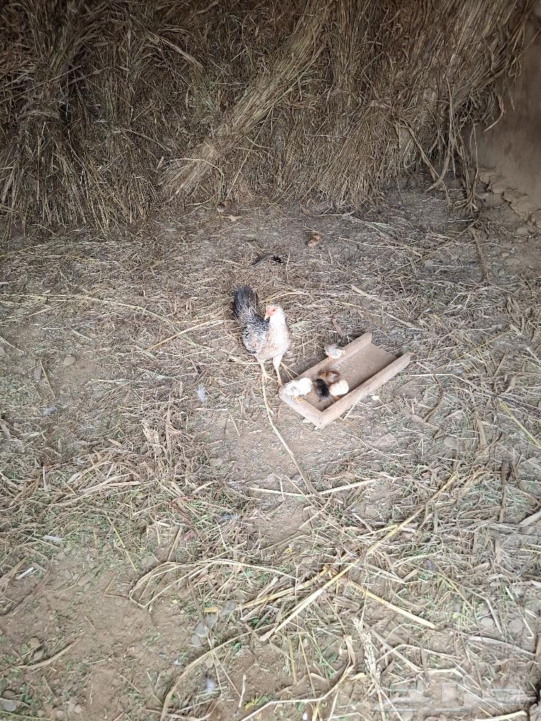 Chicken63616318464258111