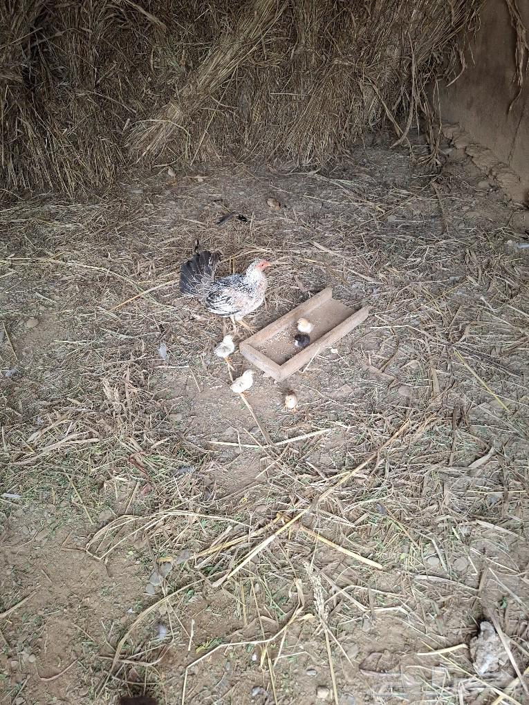 Chicken63616318464258113