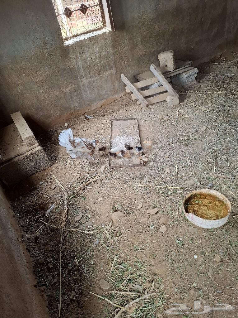 Chicken63616318464258112