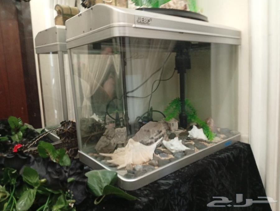 Ornamental fish tank63290041927939111
