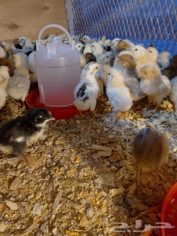 Local chicks63290734956033110