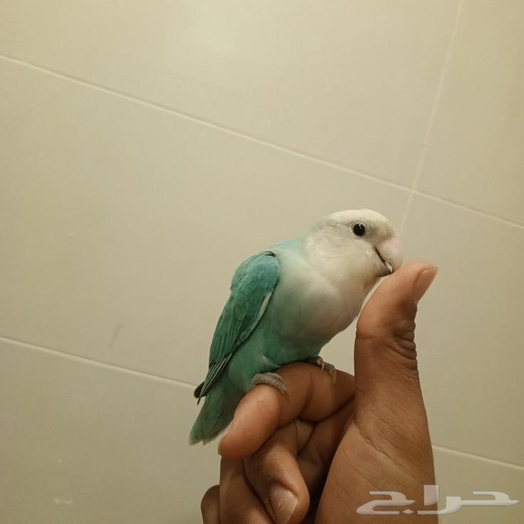روز63280737130626116