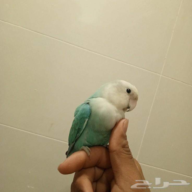 روز63280737130626111