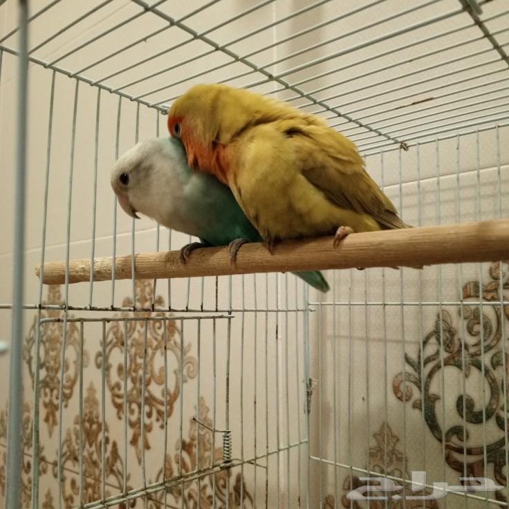 روز63280737130626113