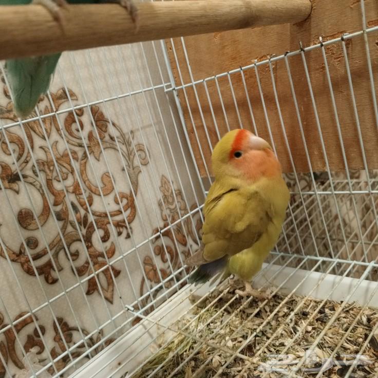 روز63280737130626114