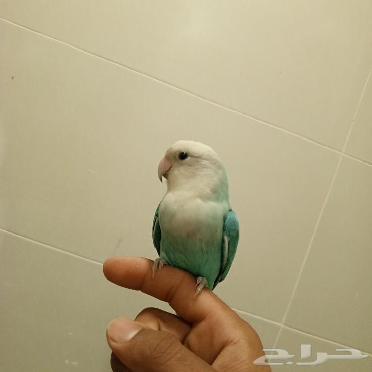روز63280737130626112