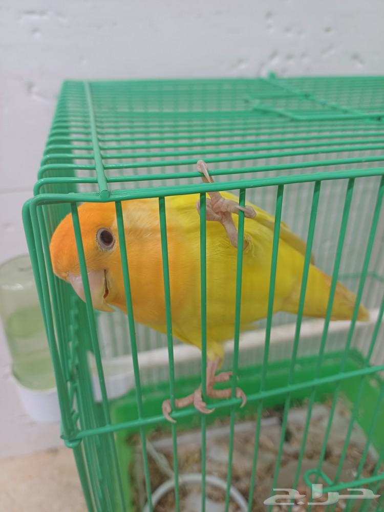 انثى روز (( تم البيع ))63280921606915112
