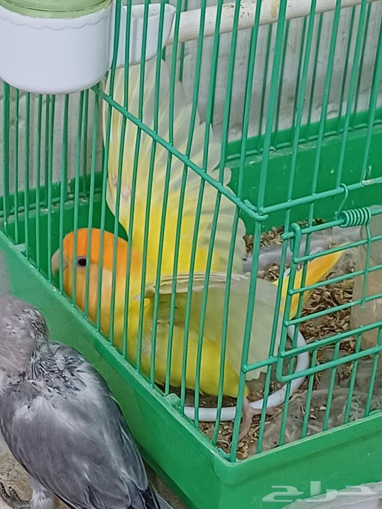 انثى روز (( تم البيع ))63280921606915114