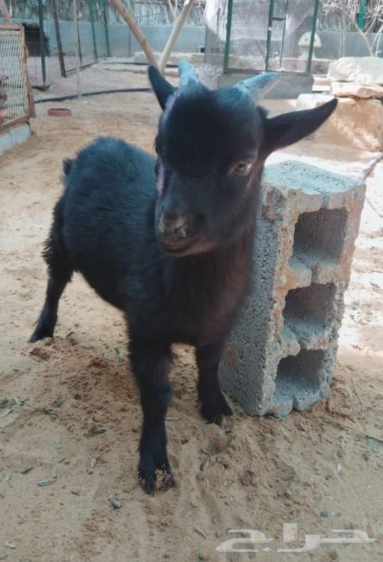 Dwarf goat male black for sale, two months old633200258368021128