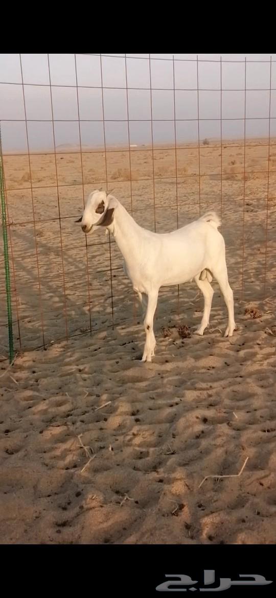 Blackbuck Male with Dark Eyes63615392675971113