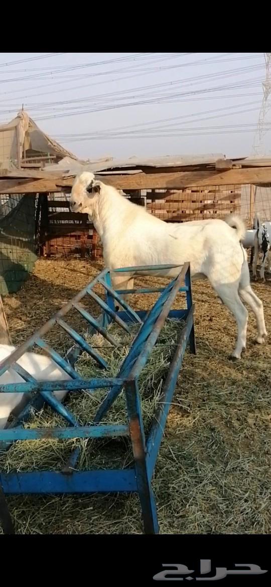 Blackbuck Male with Dark Eyes63615392675971114