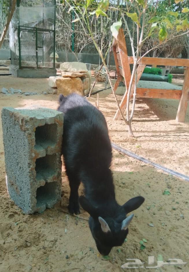 Dwarf goat male black for sale, two months old63320025836802111