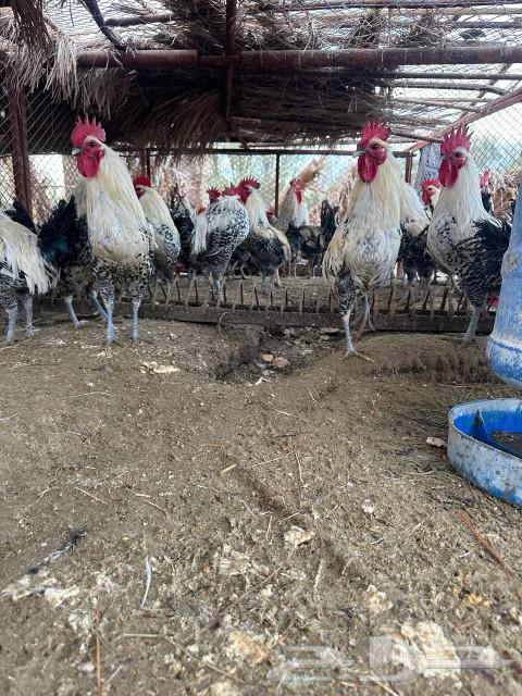 Fayoumi Roosters63616788566531111