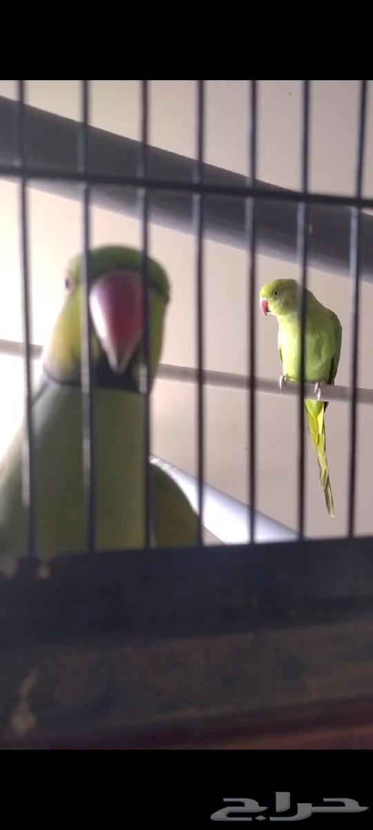 Super Jumbo Male Talking Indian Ringneck Parrot for Sale63616788131971111