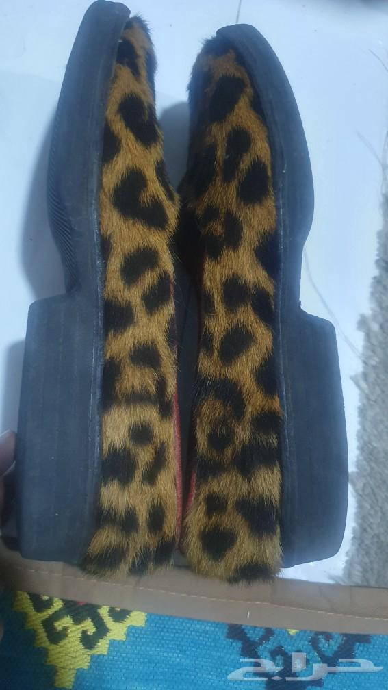 A genuine tiger compound in good condition632804616915211117