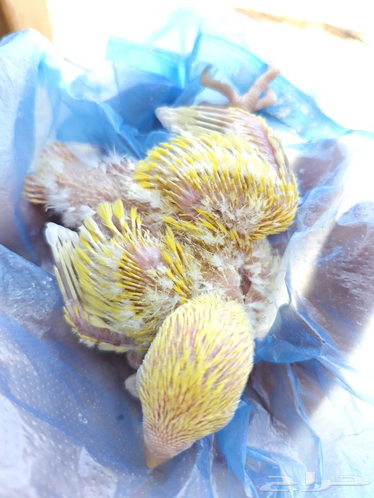 فروخ روز هولندي غر63279739523459111