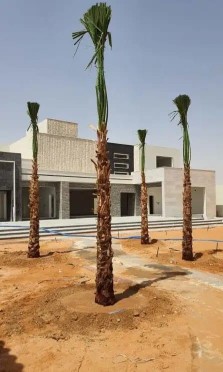 نخل واشنطني63276706676482114