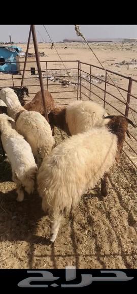 Slaughterhouses of the neighborhood63277468218243114