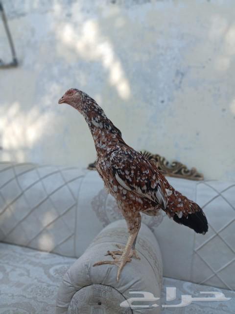 Hen for breeders, elite lineage, sold63616941865218111