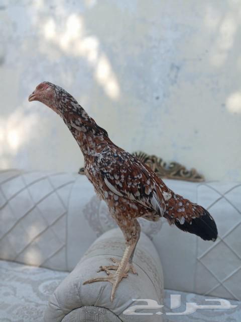 Hen for breeders, elite lineage, sold63616941865218113
