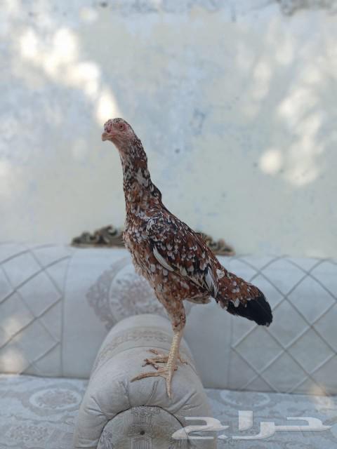 Hen for breeders, elite lineage, sold63616941865218112