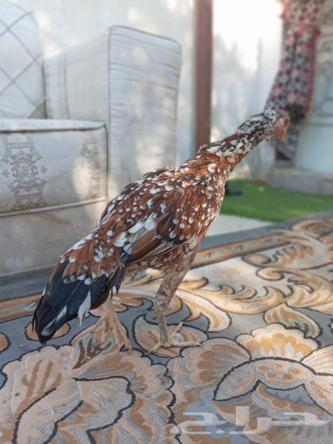 Hen for breeders, elite lineage, sold63616941865218114