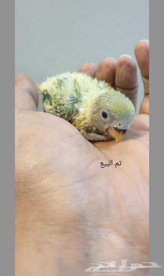 تم البيع63281876204418111
