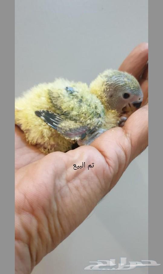 تم البيع63281876204418111