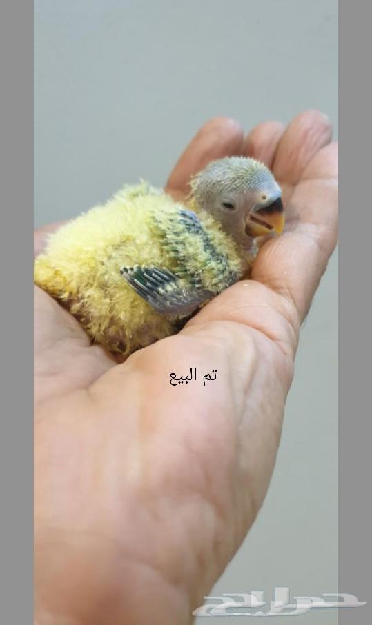 تم البيع63281876204418112