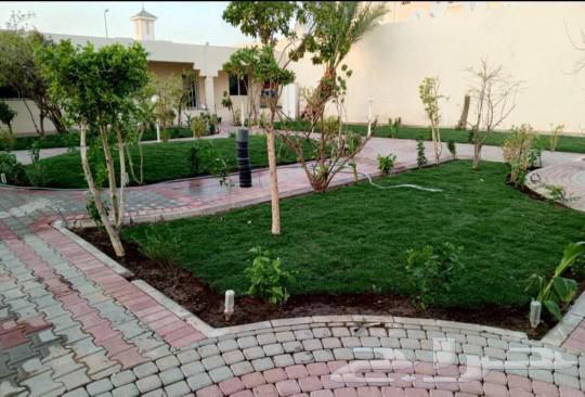 Excellent quality natural grass, first grade, very good luck to everyone63616942980353111