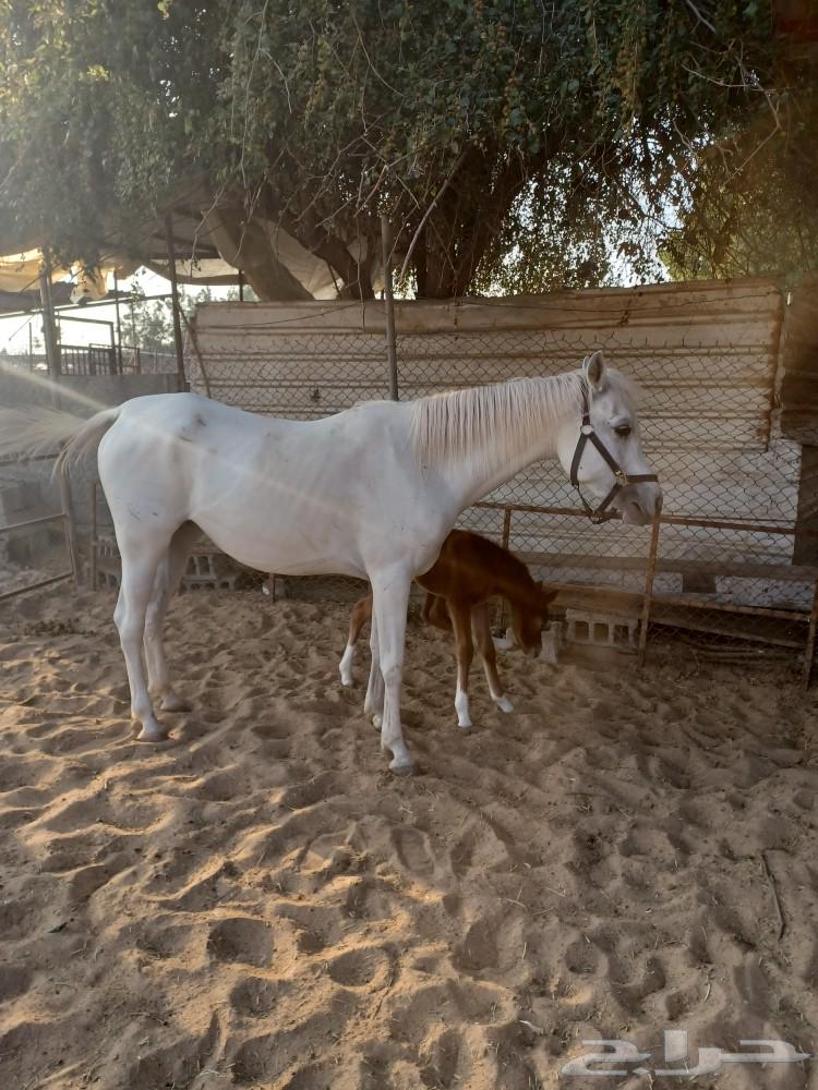 A folk horse with a foal underneath it63275567389058112