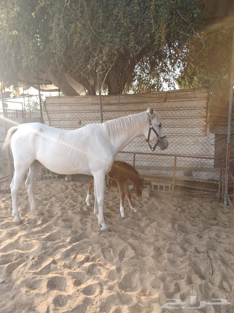 A folk horse with a foal underneath it63275567389058113