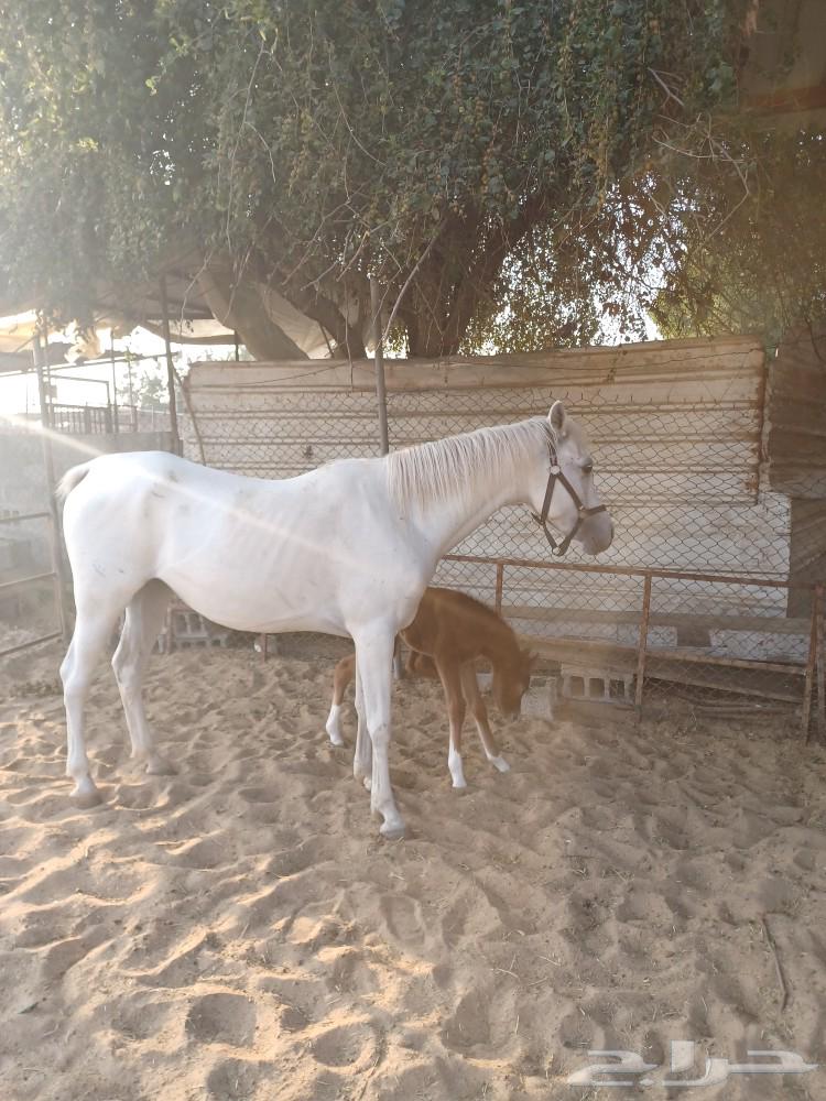 A folk horse with a foal underneath it63275567389058111