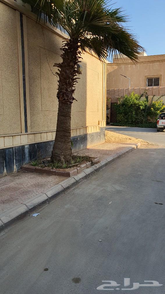نخل واشنطوني بااطوال مختلفة التحميل و النقل على المشتري63275590188289114