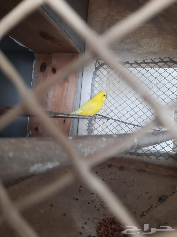 Bird for sale63617097492738111