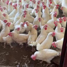 Available broiler breeders weighing 4 kg and above, and white laying hens632723993945611127