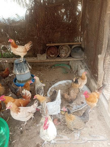Local white chicken632720344637451129
