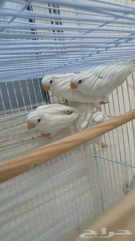 Red-eyed white cockatoo birds, red-eyed chicks, daily parrot production632720410329631112