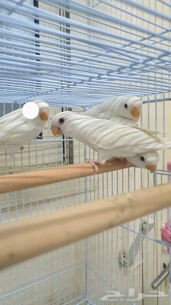 Red-eyed white cockatoo birds, red-eyed chicks, daily parrot production63272041032963112