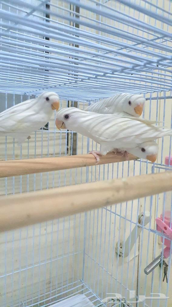 Red-eyed white cockatoo birds, red-eyed chicks, daily parrot production63272041032963113